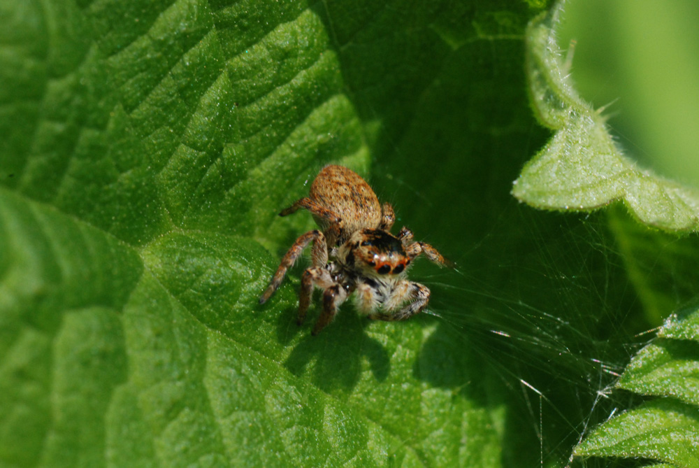 Carrhotus xanthogramma